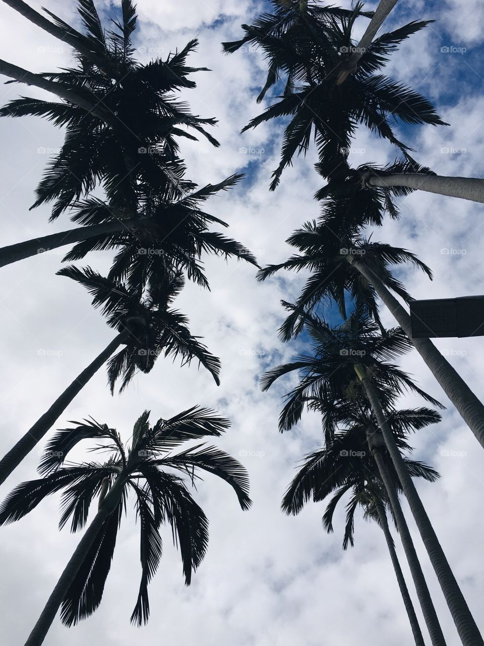 Trees around Us, this photo was taken during a holiday vacation in Taiwan 