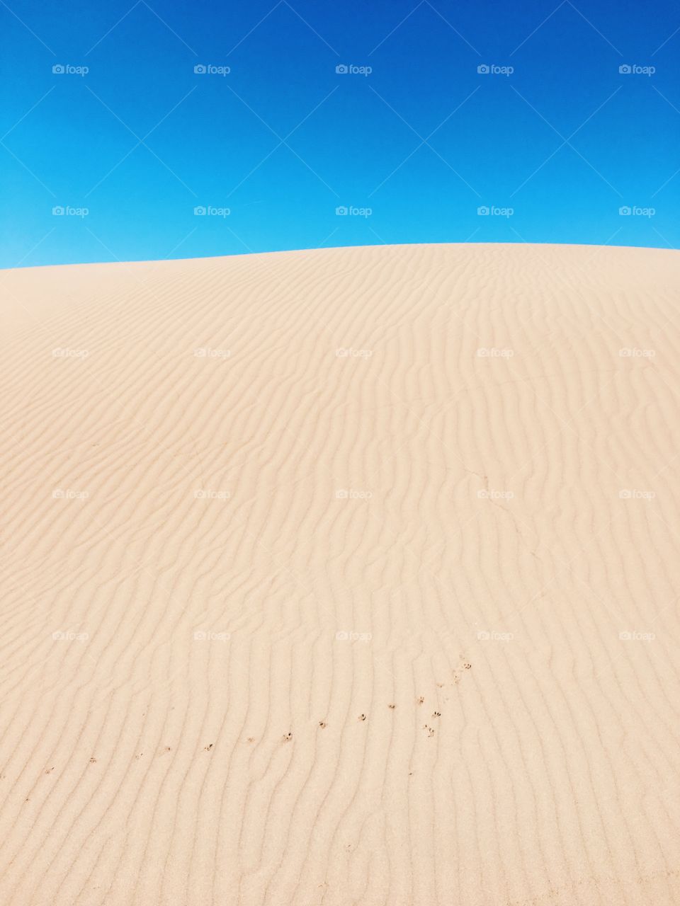 Rippled sand dunes in desert