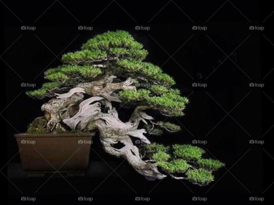 bonsai