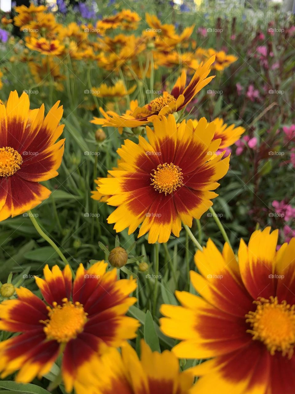 This is Spring!!! Beautiful flower, bird nesting, vegetable garden 