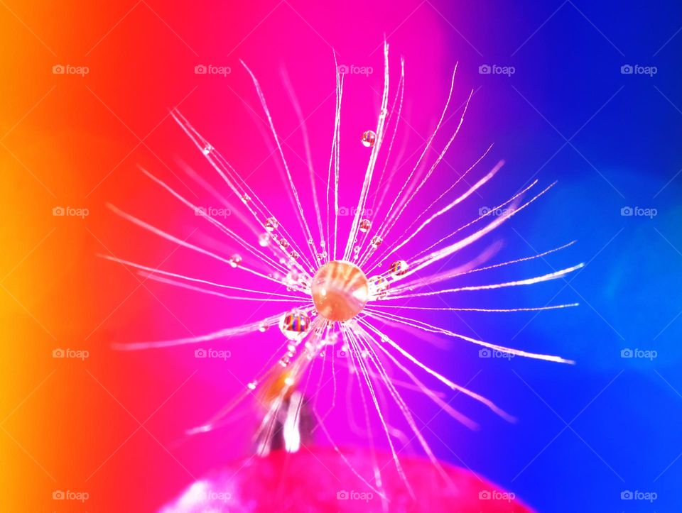 water droplets  on  dandelion