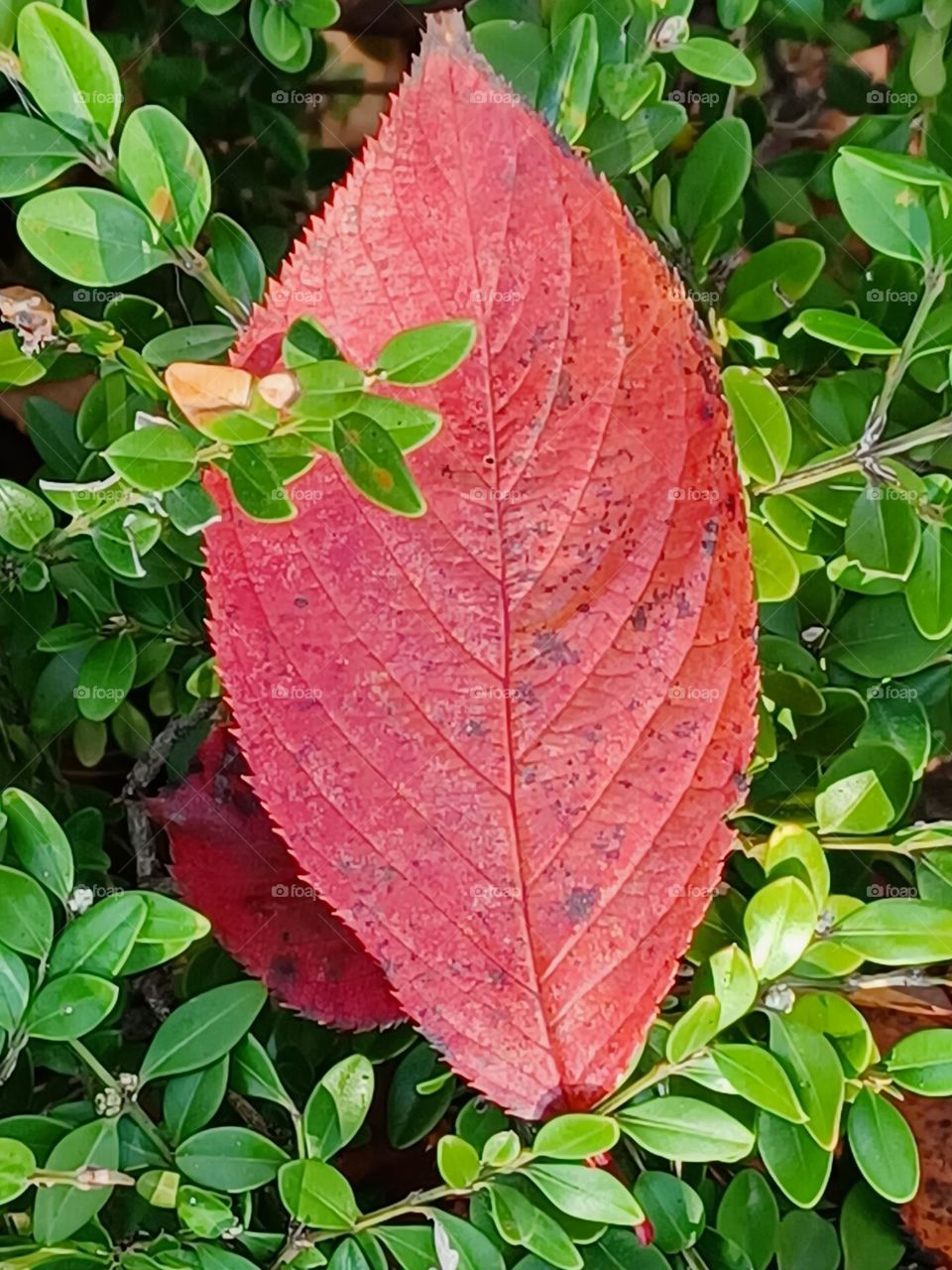 Beautiful colorful autumn,