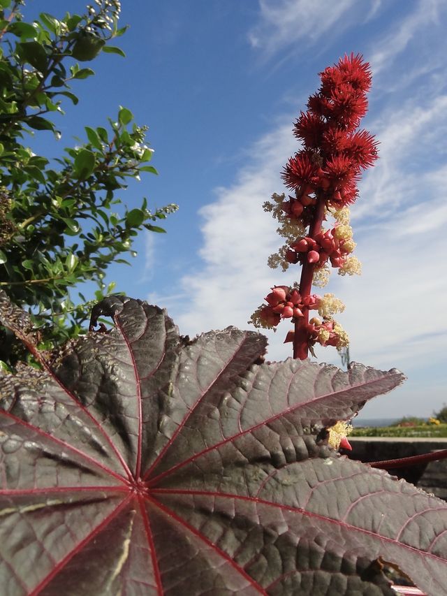 Beautiful Red