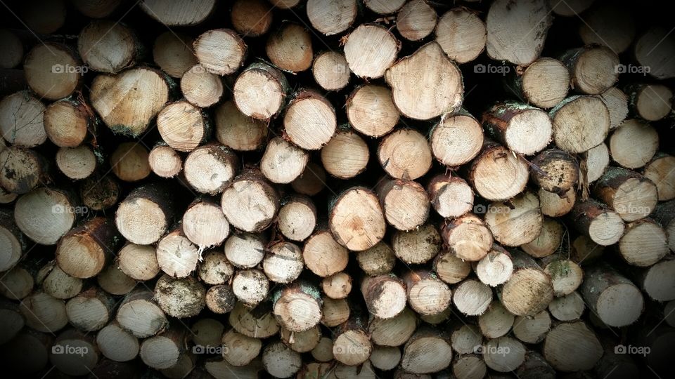 wood. trees