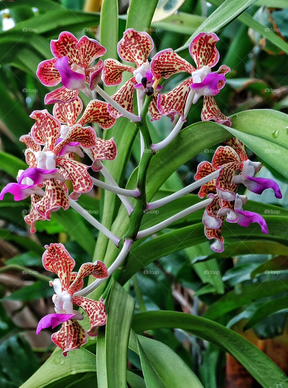 Wild Orchids. Violet Orchids Growing In Tropical Setting