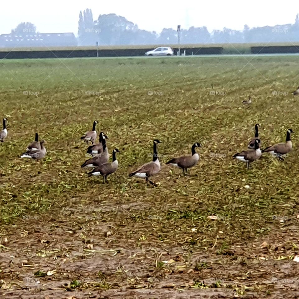 Group of swans on the estate.