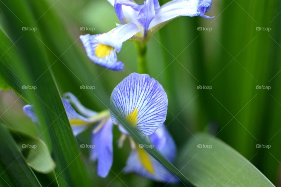 Blue purple iris flower 