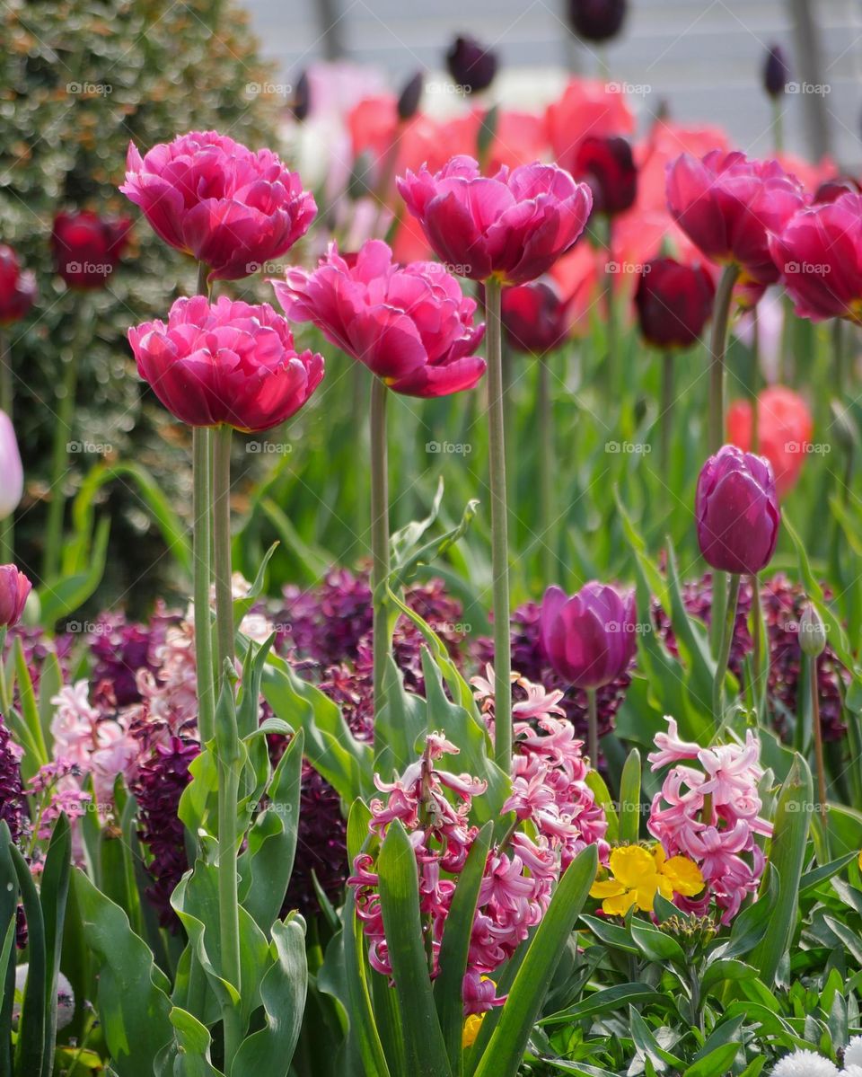 Colorful tulips