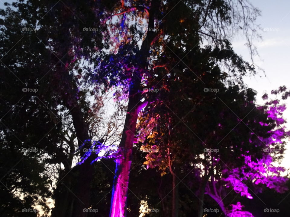 Tree, Bright, Light, Landscape, No Person