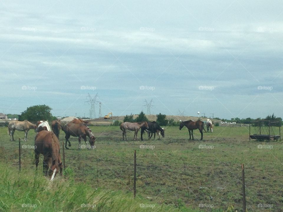 Field of dreams. Field of horses