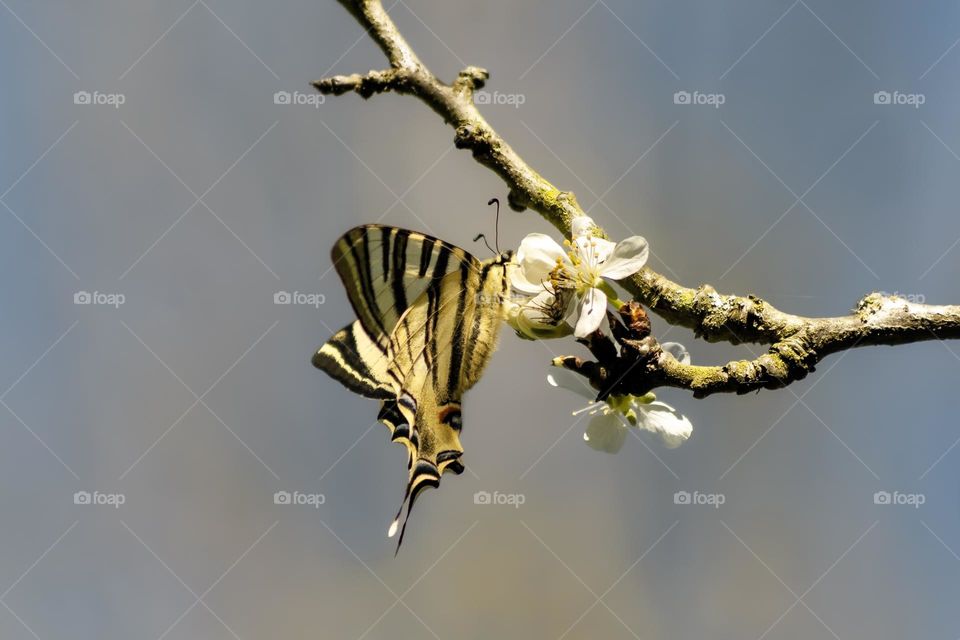 A swallowtail butterfly drinks nectar from spring blossoms