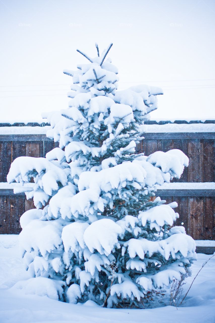 Natural Christmas tree.