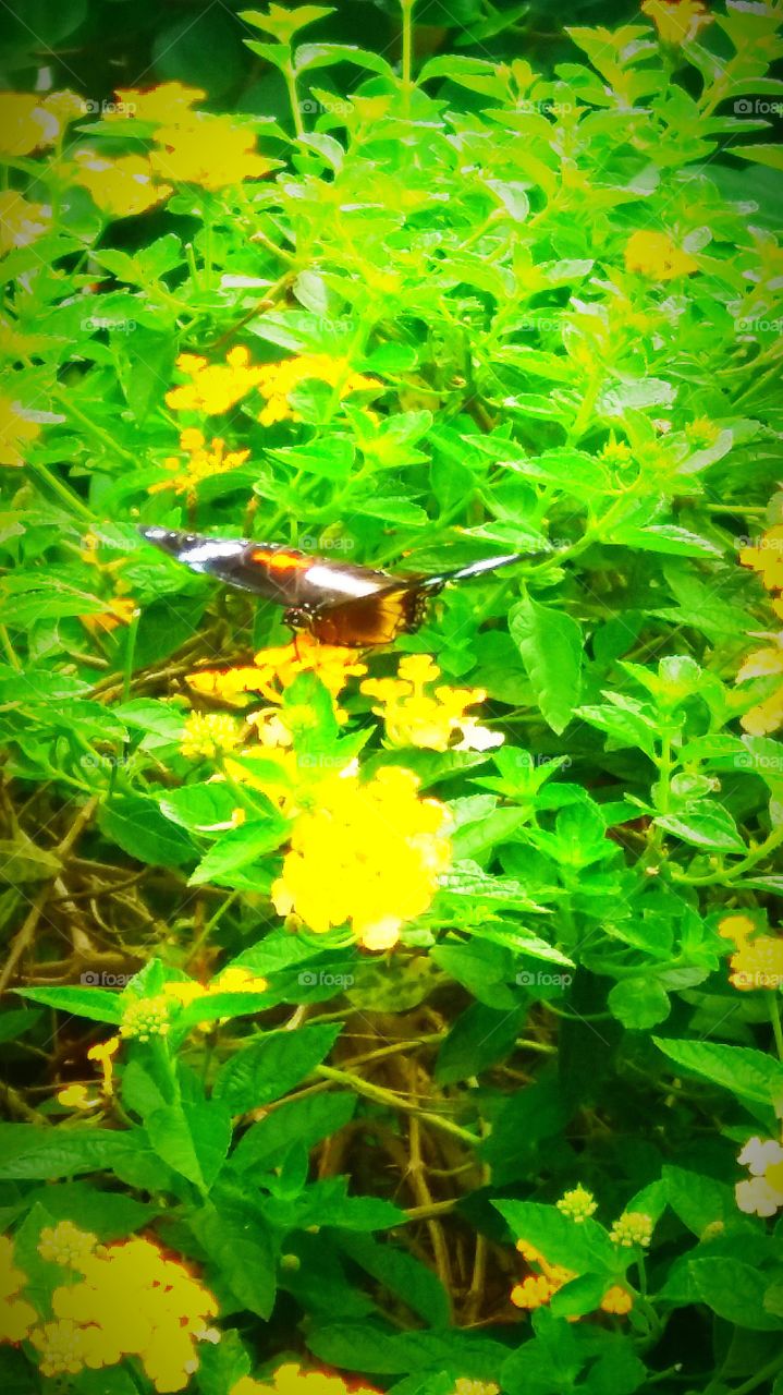 Nature, Leaf, Summer, Garden, Flora