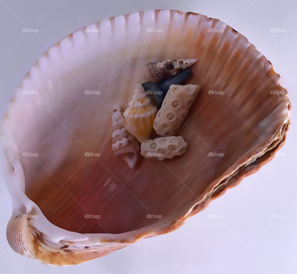 A collection of seashells.