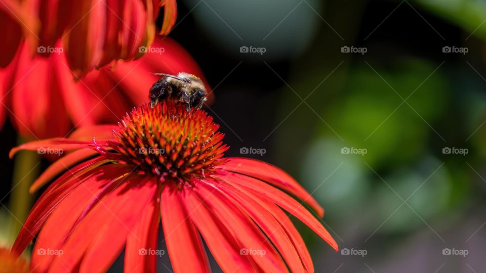 Bumblebee foraging on a purple coneflower (Echinacea purpurea)during a sunny day with pollen on legs