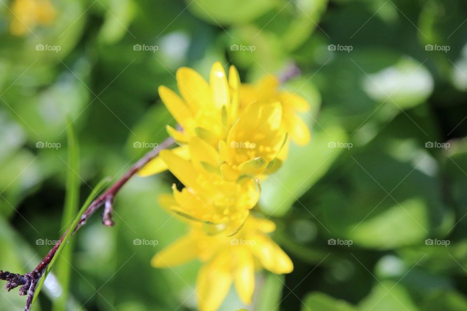 Beautiful yellow flower on spring 