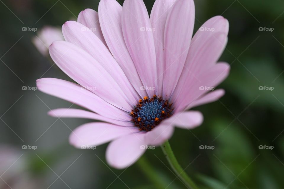 Close-up of a beautiful pink flower