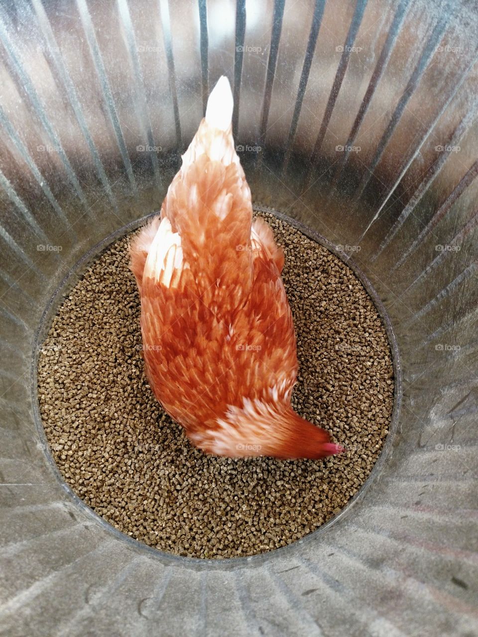 Canned Chicken a Hen in a Garbage Can eating her Food