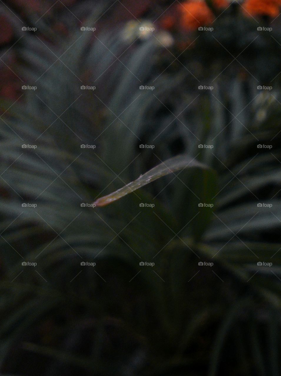 Macro focused narrow green leaf
