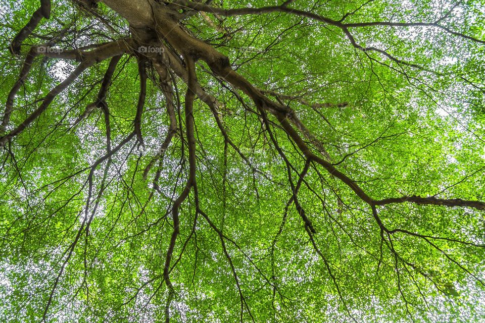 Under big green tree