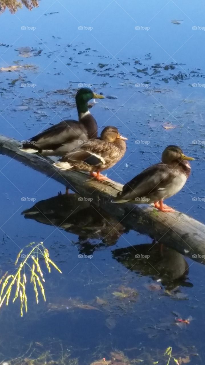 Duck, Duck, Goose