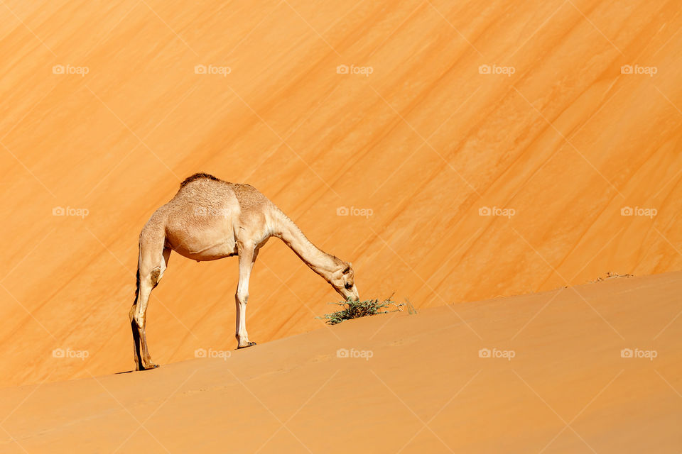 Cute camel in the desert eating grass