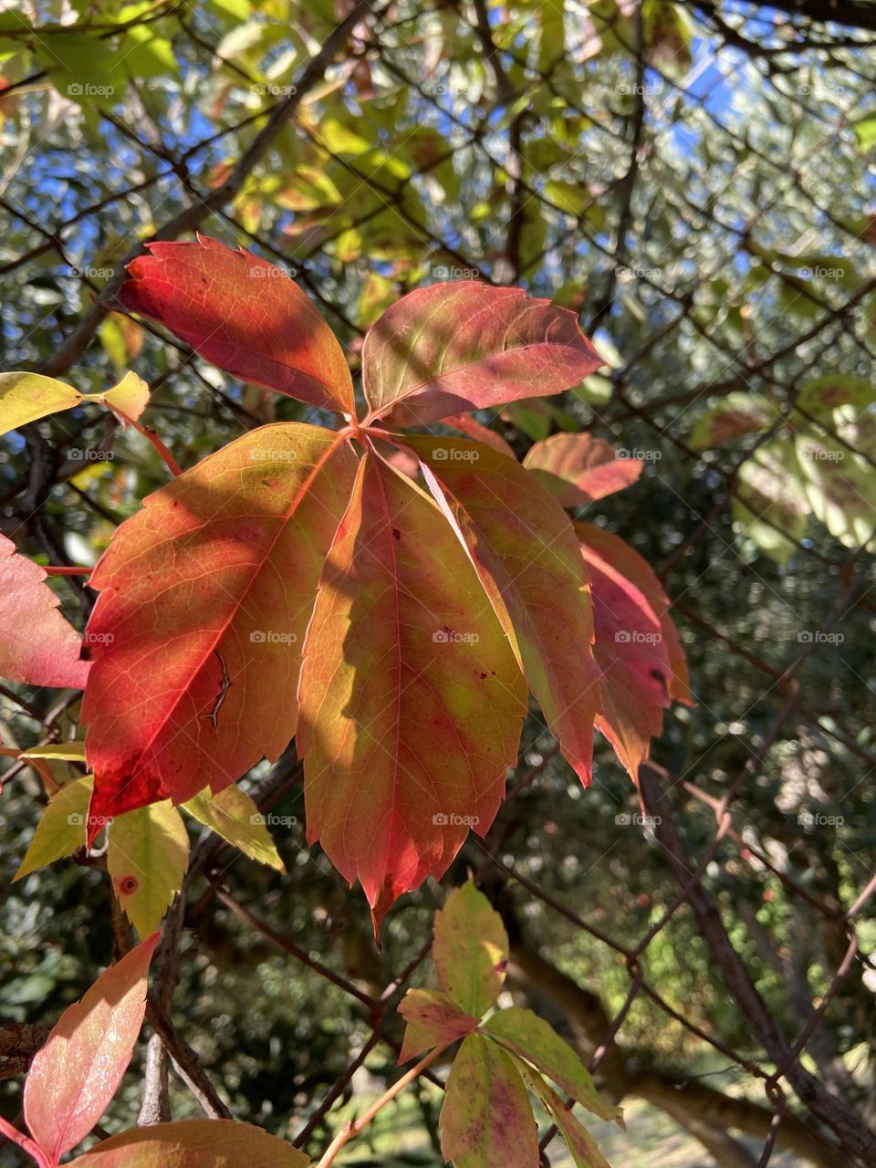 Leaves changing from yellow to red.