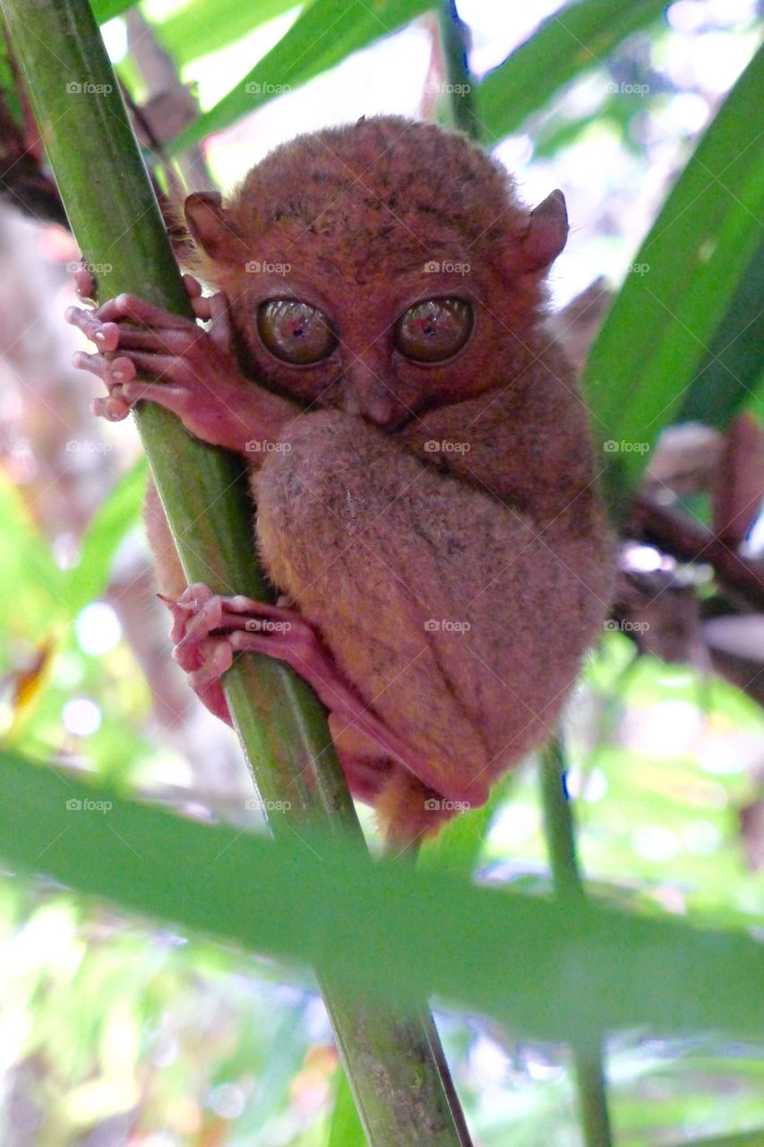 Hidden tarsier