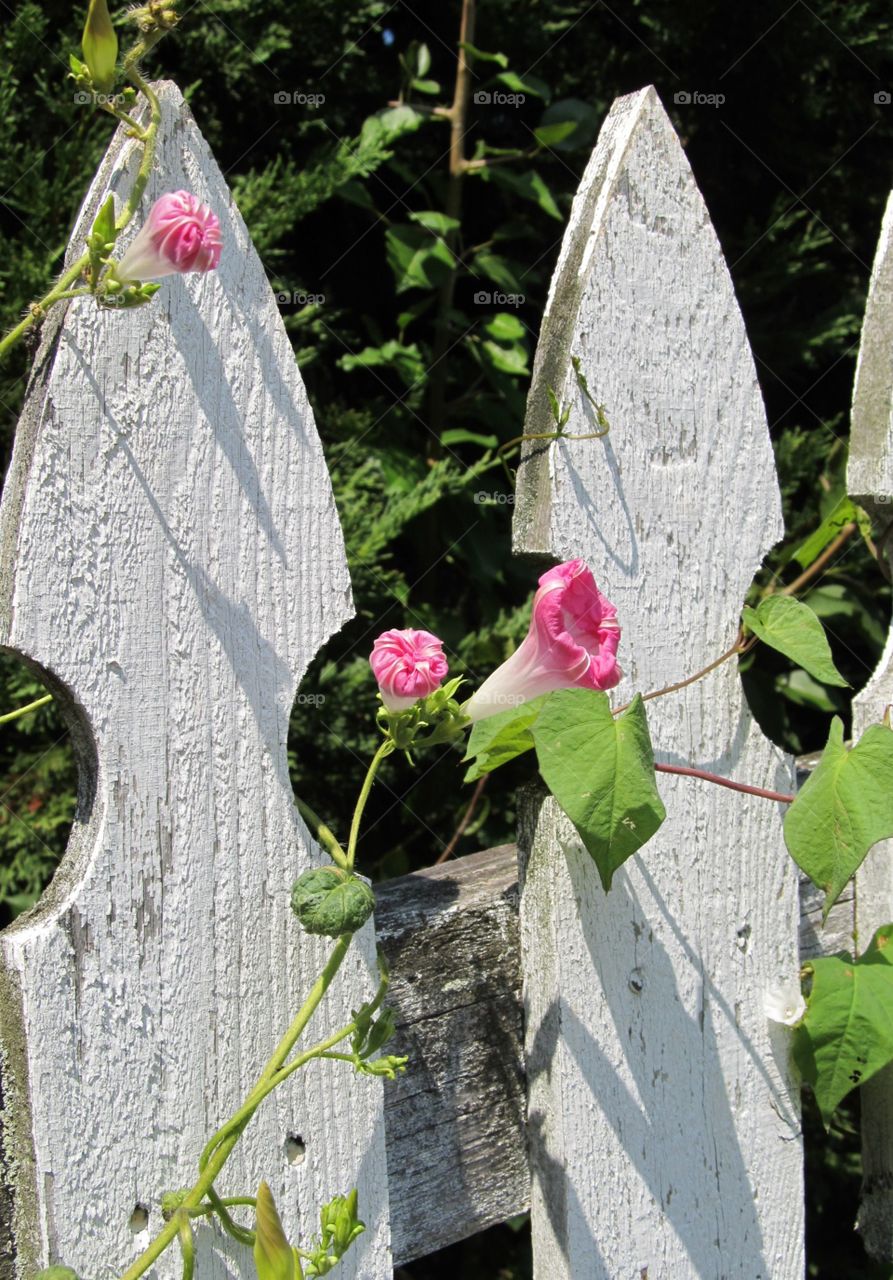 Morning glory vine 