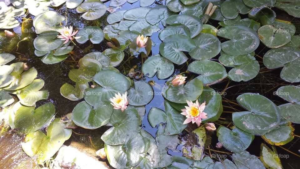 Lily pond