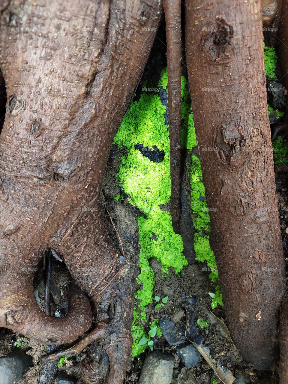 📷📷📷
Alge between Plant Root
Green Beauty
🌱🌱