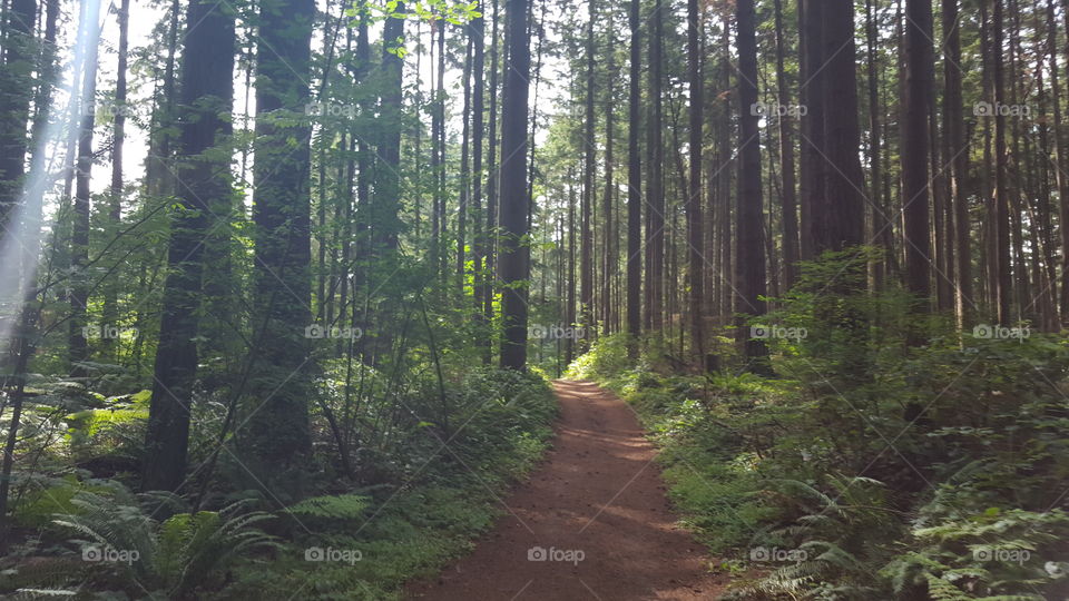 sunny path in the woods