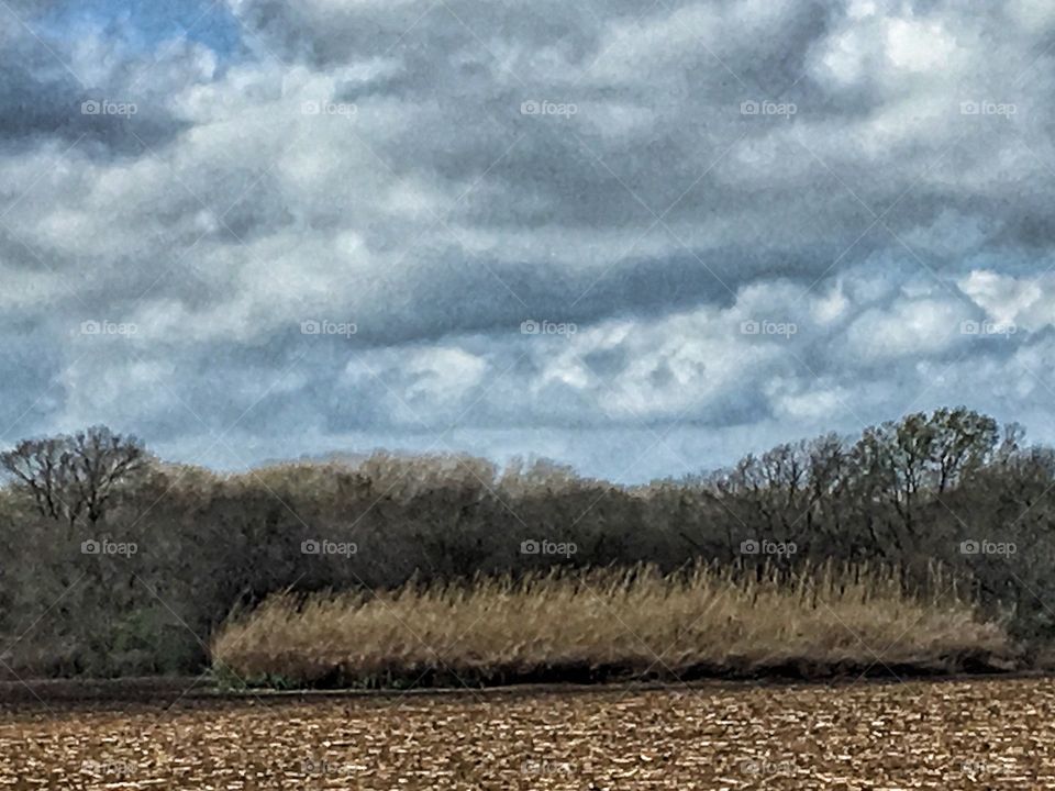 Cat tails blowing in the wind 