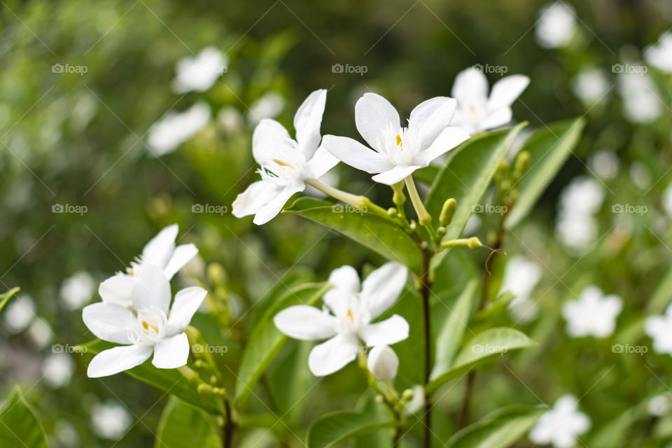Beautiful white flowers enjoying the sunlight
