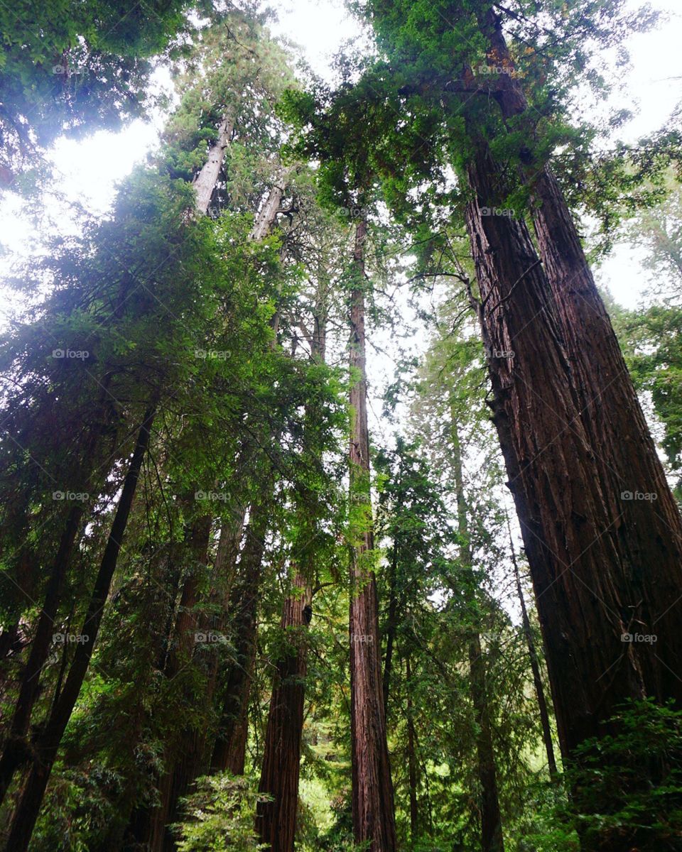 Redwoods of Muir Woods