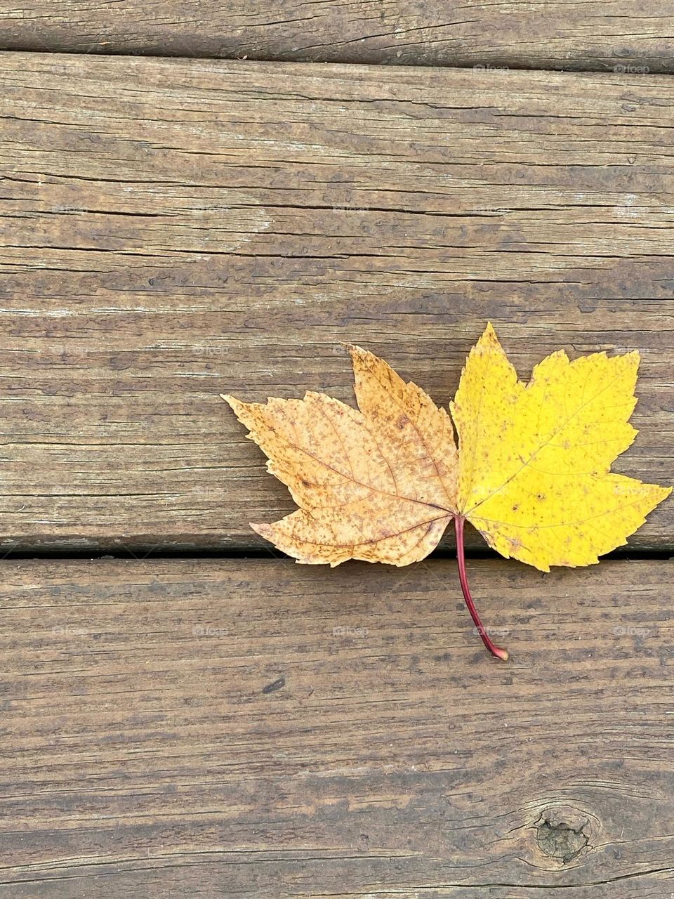 Two leaves on one stem, autumn