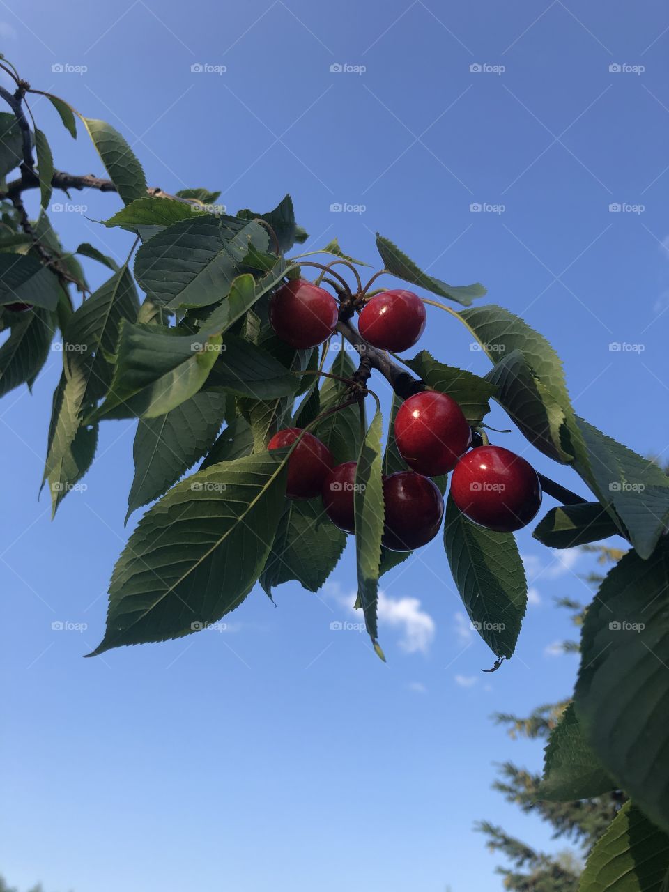 Kirschen 🍒