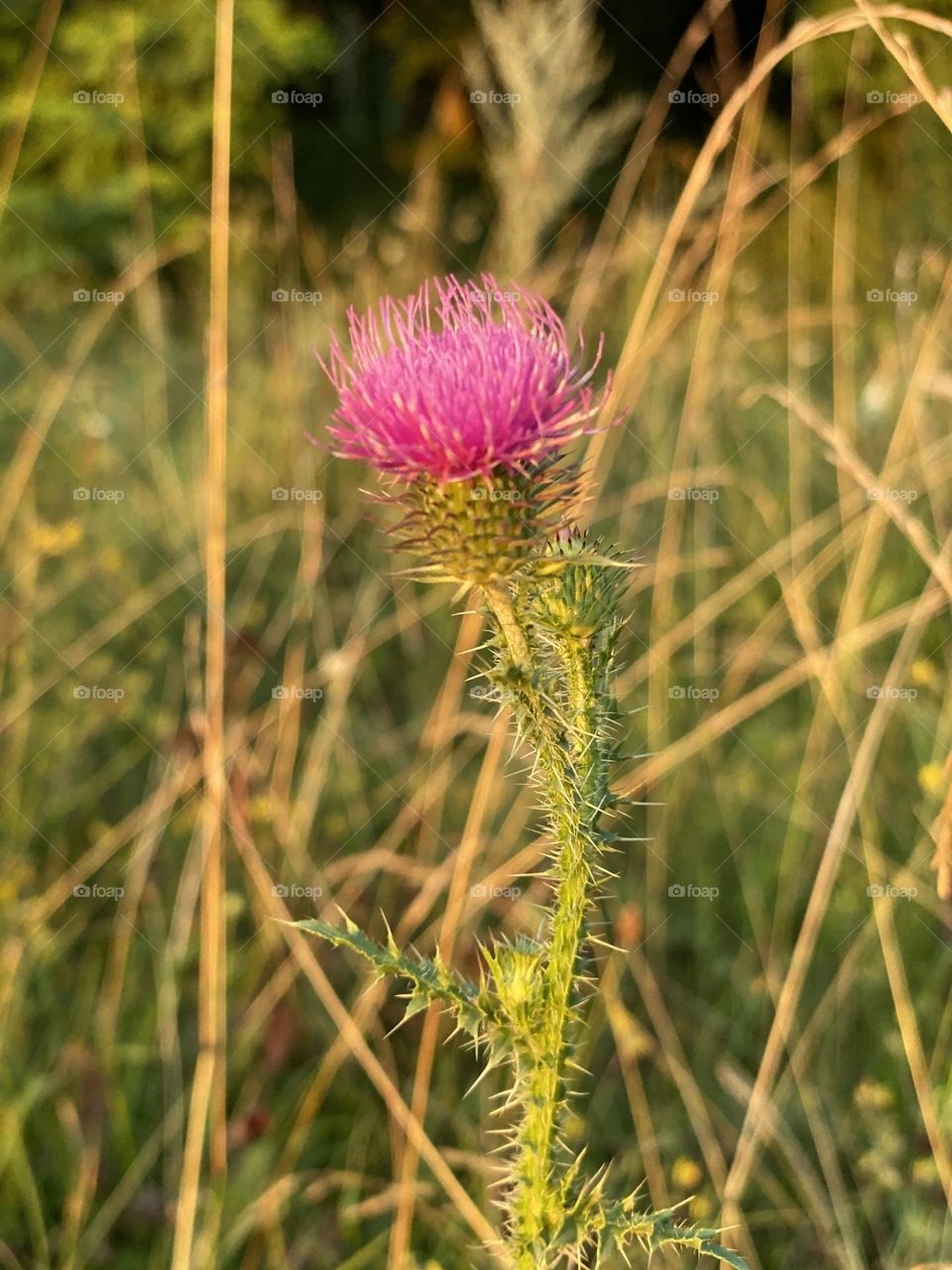 Thistle