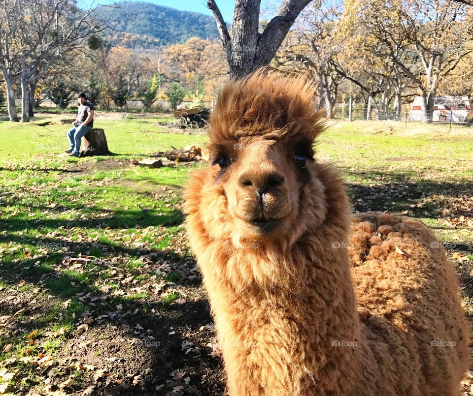 Alpaca Smile 