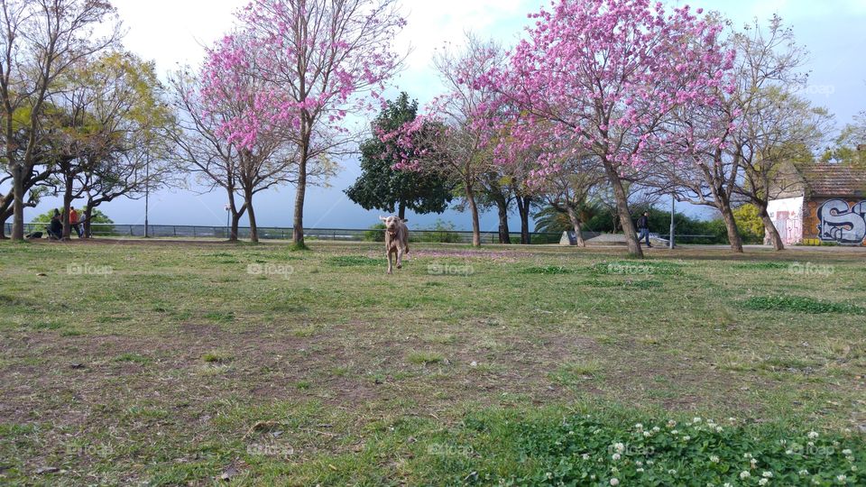 Tree, Landscape, Flower, Park, Season