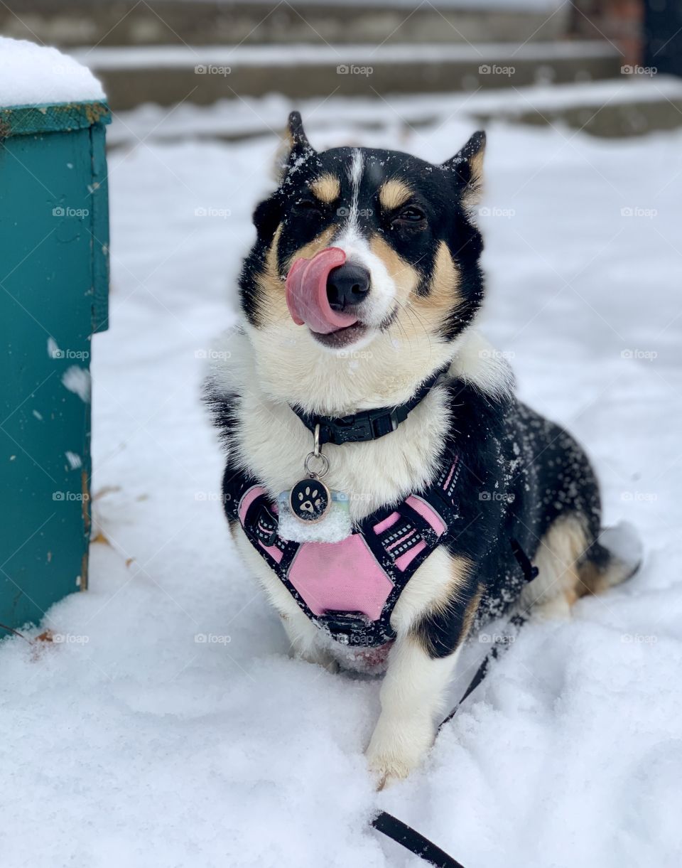 Adorable tri colored corgi playing in the snow, making a silly face while licking her nose. 