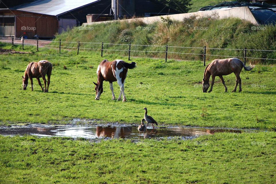 Ducks and horses