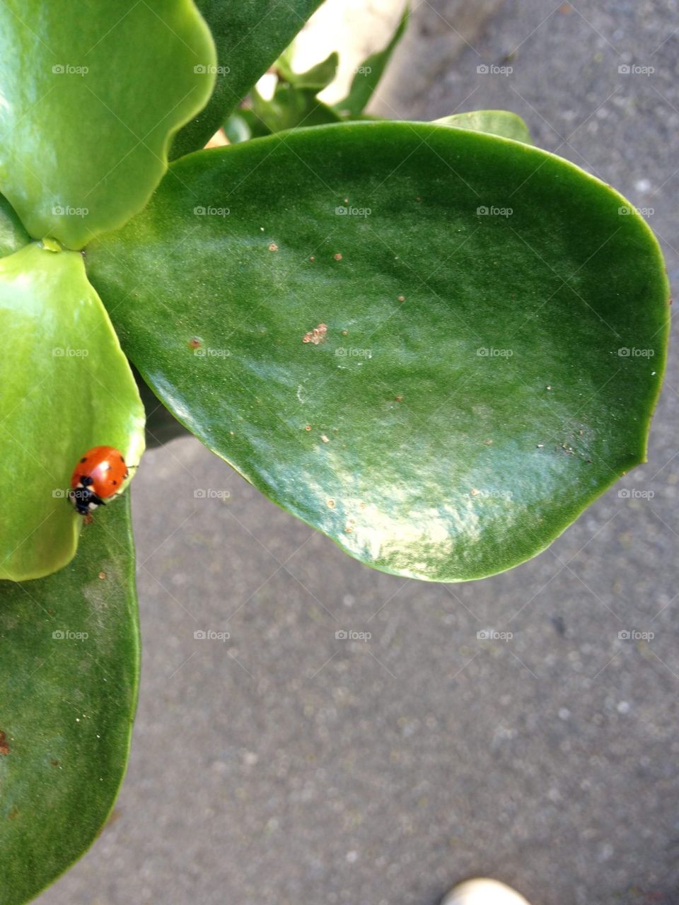 Ladybug 