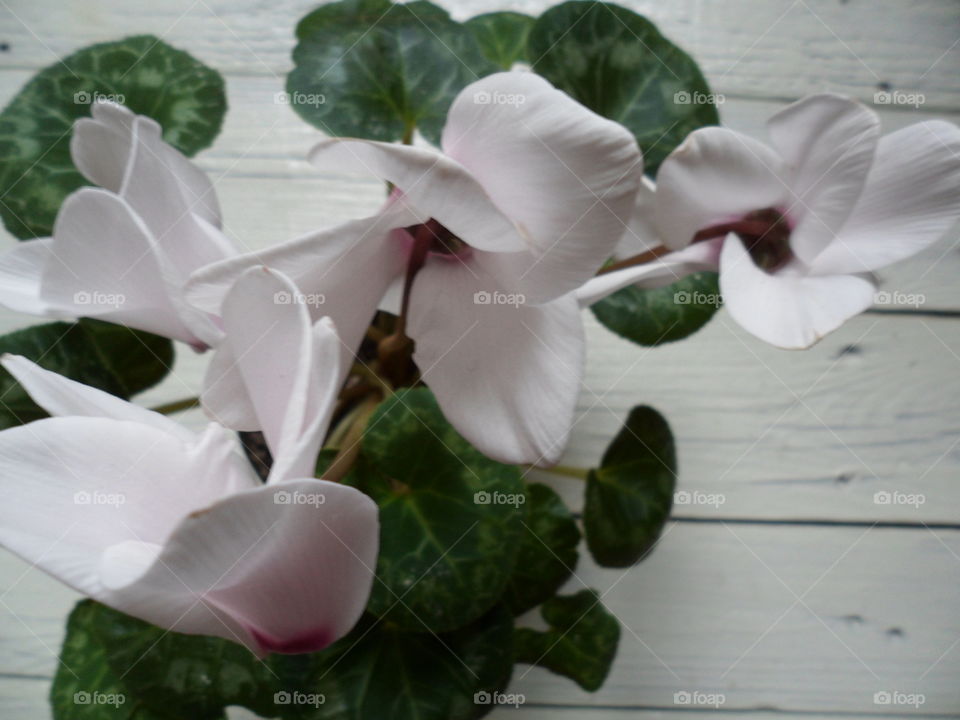 Cyclamen flower room