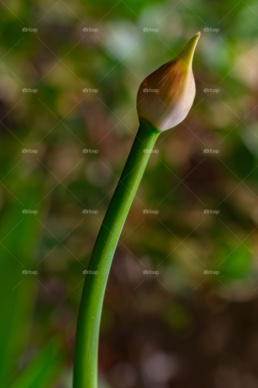 Preparing to blossom