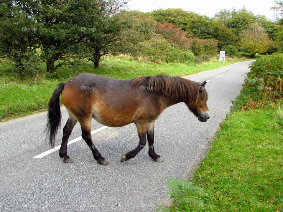 crossing the road