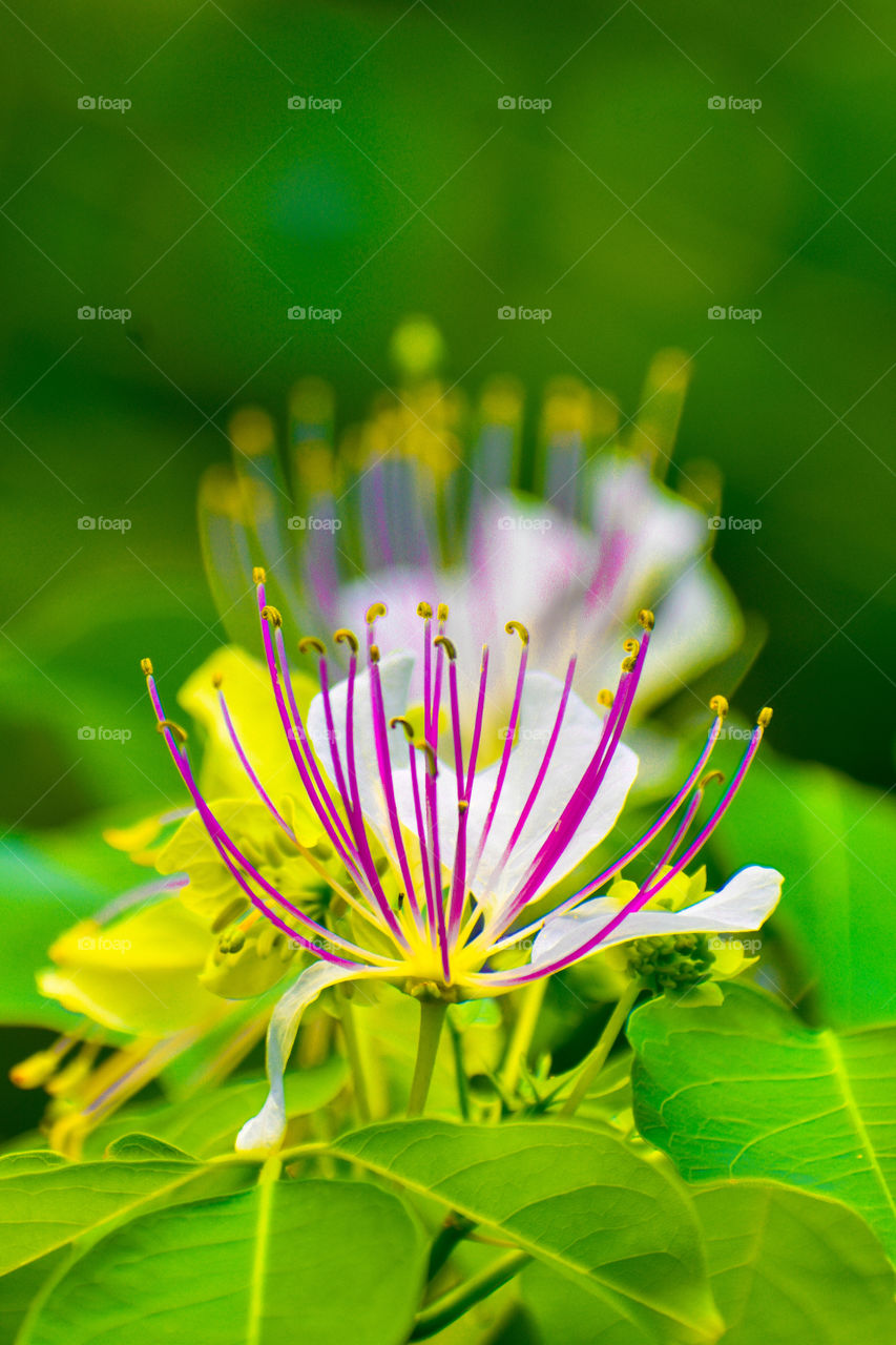 A flower in full bloom showcasing its colourful stamens on a background of lush greenery