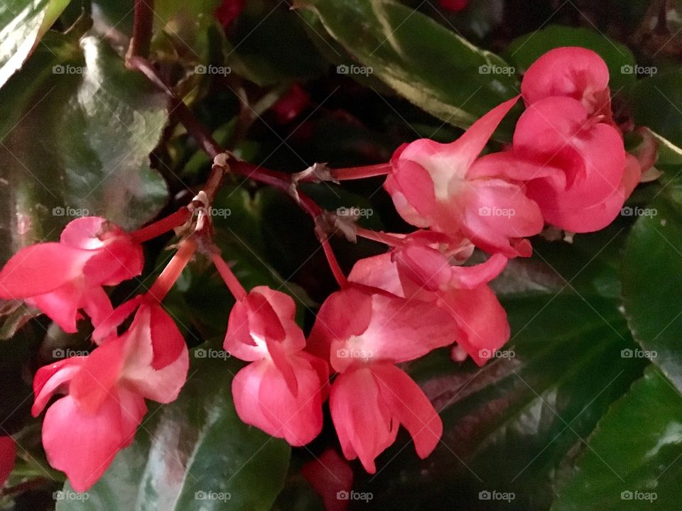 Small red flowers.