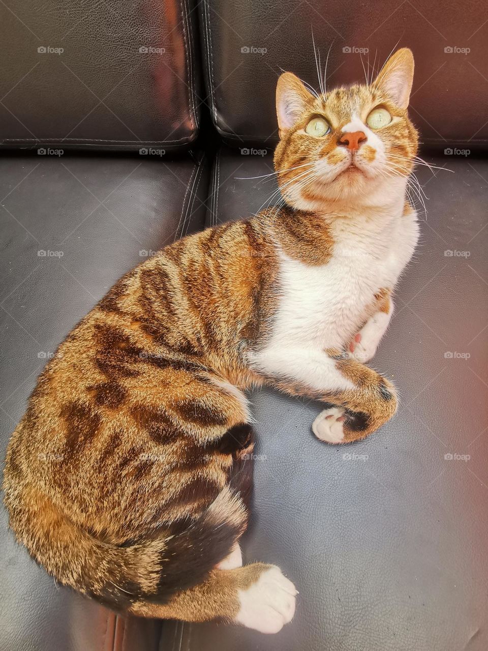 sunbathing in my sofa- a cat resting 