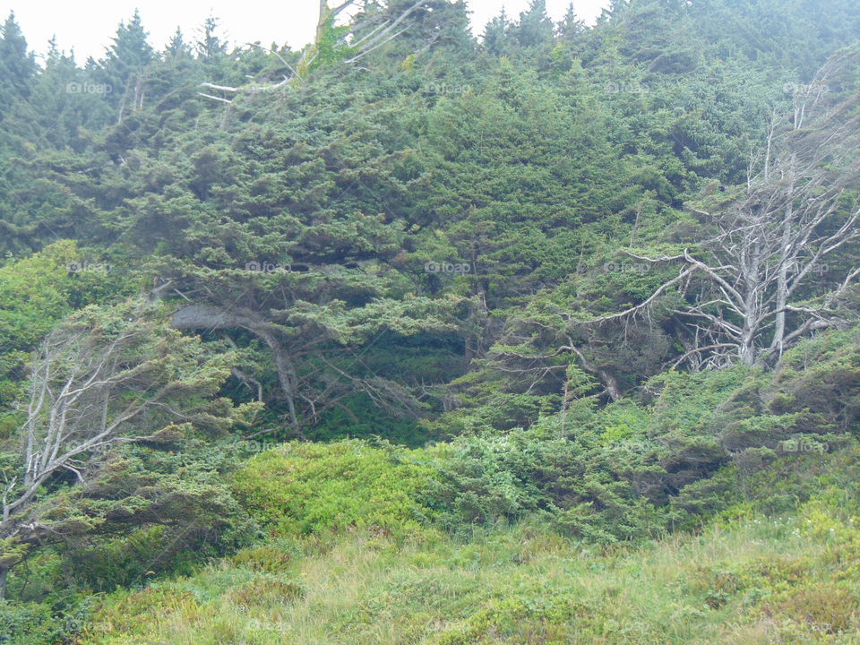 mountain side forest trees